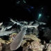 shark_whitetip_reef_mancg_ci_h_0149_cos0462.jpg